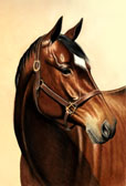 Hunter, Equine Art - Sienna Noble Lady